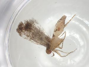  ( - CBG-A07171-H09)  @11 [ ] CreativeCommons - Attribution (2023) Centre for Biodiversity Genomics Centre for Biodiversity Genomics