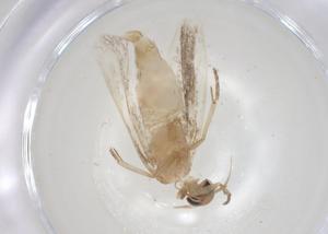  ( - CBG-A07710-D04)  @11 [ ] CreativeCommons - Attribution (2023) Centre for Biodiversity Genomics Centre for Biodiversity Genomics