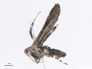  ( - CBG-A07061-E04)  @11 [ ] CreativeCommons - Attribution Share - Alike (2023) CBG Photography Group Centre for Biodiversity Genomics