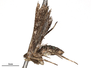  ( - CBG-A07084-E08)  @11 [ ] CreativeCommons - Attribution Share - Alike (2023) CBG Photography Group Centre for Biodiversity Genomics