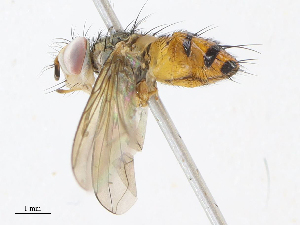  (Genea Malaise7200 - CBG-A07085-B12)  @11 [ ] CreativeCommons - Attribution Share - Alike (2023) CBG Photography Group Centre for Biodiversity Genomics