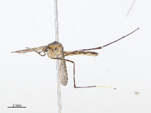  (Trichoprosopon digitatum - CBG-A08744-F11)  @11 [ ] CreativeCommons - Attribution Share - Alike (2023) CBG Photography Group Centre for Biodiversity Genomics