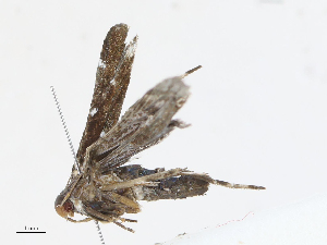  ( - CBG-A08746-C01)  @11 [ ] CreativeCommons - Attribution Share - Alike (2023) CBG Photography Group Centre for Biodiversity Genomics