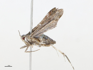  ( - CBG-A08746-G10)  @11 [ ] CreativeCommons - Attribution Share - Alike (2023) CBG Photography Group Centre for Biodiversity Genomics