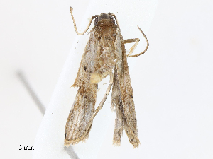  ( - CBG-A08783-A03)  @11 [ ] CreativeCommons - Attribution Share - Alike (2023) CBG Photography Group Centre for Biodiversity Genomics