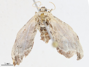  (Scopula Malaise7059 - CBG-A08783-E01)  @11 [ ] CreativeCommons - Attribution Share - Alike (2023) CBG Photography Group Centre for Biodiversity Genomics