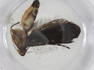  ( - CBG-A09551-B11)  @11 [ ] CreativeCommons - Attribution Share - Alike (2023) Centre for Biodiversity Genomics Centre for Biodiversity Genomics