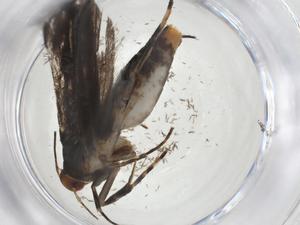  ( - CBG-A09554-H03)  @11 [ ] CreativeCommons - Attribution Share - Alike (2023) Centre for Biodiversity Genomics Centre for Biodiversity Genomics