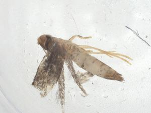  ( - CBG-A10112-B12)  @11 [ ] CreativeCommons - Attribution Share - Alike (2023) Centre for Biodiversity Genomics Centre for Biodiversity Genomics