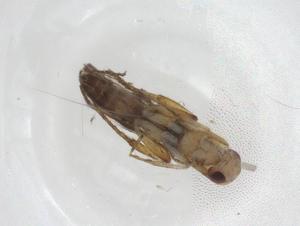  ( - CBG-A10260-B09)  @11 [ ] CreativeCommons - Attribution Share - Alike (2023) Centre for Biodiversity Genomics Centre for Biodiversity Genomics