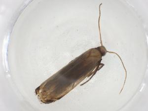  ( - CBG-A10398-B12)  @11 [ ] CreativeCommons - Attribution Share - Alike (2023) Centre for Biodiversity Genomics Centre for Biodiversity Genomics