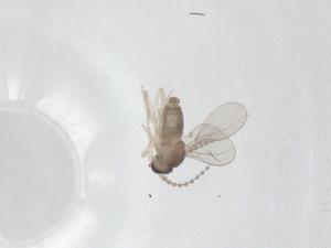  ( - CBG-A11011-B09)  @11 [ ] CreativeCommons - Attribution Share - Alike (2023) Centre for Biodiversity Genomics Centre for Biodiversity Genomics