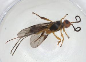  (Capitonius Malaise8748 - CBG-A11016-E12)  @11 [ ] CreativeCommons - Attribution Share - Alike (2023) Centre for Biodiversity Genomics Centre for Biodiversity Genomics