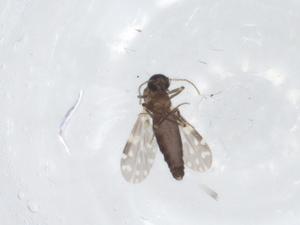  (Culicoides propriipennis - CBG-A11076-E06)  @11 [ ] CreativeCommons - Attribution Share - Alike (2023) Centre for Biodiversity Genomics Centre for Biodiversity Genomics