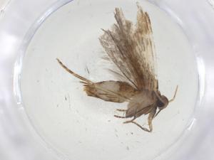  ( - CBG-A11113-B12)  @11 [ ] CreativeCommons - Attribution Share - Alike (2023) Centre for Biodiversity Genomics Centre for Biodiversity Genomics