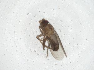  ( - CBG-A11355-G10)  @11 [ ] CreativeCommons - Attribution Share - Alike (2023) Centre for Biodiversity Genomics Centre for Biodiversity Genomics