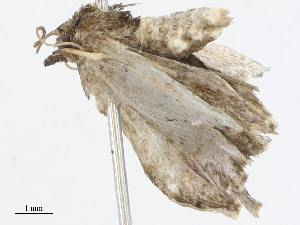  ( - CBG-A04528-B01)  @11 [ ] CreativeCommons - Attribution Share - Alike (2023) CBG Photography Group Centre for Biodiversity Genomics