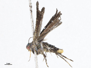  (gelMalaise01 Malaise8430 - CBG-A04528-B05)  @11 [ ] CreativeCommons - Attribution Share - Alike (2023) CBG Photography Group Centre for Biodiversity Genomics