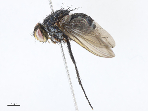  ( - CBG-A04529-C11)  @11 [ ] CreativeCommons - Attribution Share - Alike (2023) CBG Photography Group Centre for Biodiversity Genomics