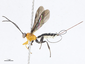  ( - CBG-A04529-E04)  @11 [ ] CreativeCommons - Attribution Share - Alike (2023) CBG Photography Group Centre for Biodiversity Genomics