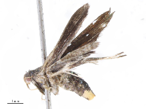  ( - CBG-A04529-H07)  @11 [ ] CreativeCommons - Attribution Share - Alike (2023) CBG Photography Group Centre for Biodiversity Genomics