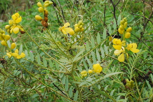  (Senna alexandrina - SAC025)  @11 [ ] CIMAP Herbarium (2014) Dr. V. Sundaresan, Priyanka Mishra Central Institute of Medicinal and Aromatic Plants