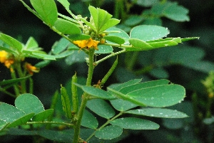  (Senna uniflora - SUC029)  @11 [ ] CIMAP Herbarium (2014) Dr. V. Sundaresan, Priyanka Mishra Central Institute of Medicinal and Aromatic Plants