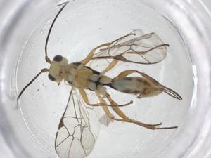  (ichneuMalaise01 Malaise7527 - CBG-A12314-H11)  @11 [ ] CreativeCommons - Attribution Share - Alike (2023) Centre for Biodiversity Genomics Centre for Biodiversity Genomics