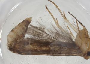  ( - CBG-A12315-G10)  @11 [ ] CreativeCommons - Attribution Share - Alike (2023) Centre for Biodiversity Genomics Centre for Biodiversity Genomics