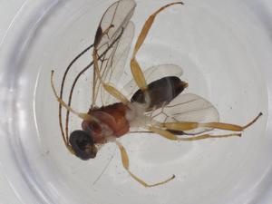  ( - CBG-A12316-F07)  @11 [ ] CreativeCommons - Attribution Share - Alike (2023) Centre for Biodiversity Genomics Centre for Biodiversity Genomics