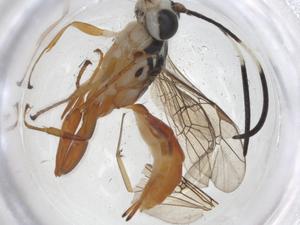  ( - CBG-A12317-H11)  @11 [ ] CreativeCommons - Attribution Share - Alike (2023) Centre for Biodiversity Genomics Centre for Biodiversity Genomics