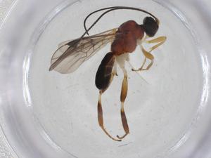  (Nealiolus Malaise9594 - CBG-A12319-C11)  @11 [ ] CreativeCommons - Attribution Share - Alike (2023) Centre for Biodiversity Genomics Centre for Biodiversity Genomics