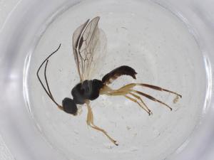  (Allodorus Malaise9650 - CBG-A12319-D05)  @11 [ ] CreativeCommons - Attribution Share - Alike (2023) Centre for Biodiversity Genomics Centre for Biodiversity Genomics