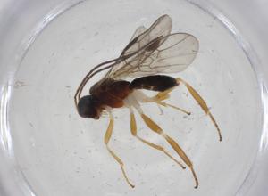  ( - CBG-A12319-F08)  @11 [ ] CreativeCommons - Attribution Share - Alike (2023) Centre for Biodiversity Genomics Centre for Biodiversity Genomics