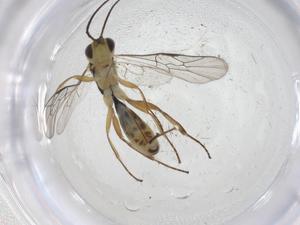  ( - CBG-A12319-G01)  @11 [ ] CreativeCommons - Attribution Share - Alike (2023) Centre for Biodiversity Genomics Centre for Biodiversity Genomics