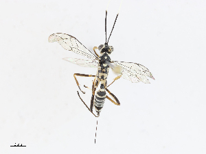  ( - CBG-A13224-A02)  @11 [ ] CreativeCommons - Attribution Share - Alike (2023) CBG Photography Group Centre for Biodiversity Genomics