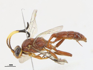  (Barichneumon Malaise1969 - CBG-A13321-B03)  @11 [ ] CreativeCommons - Attribution Share - Alike (2023) CBG Photography Group Centre for Biodiversity Genomics