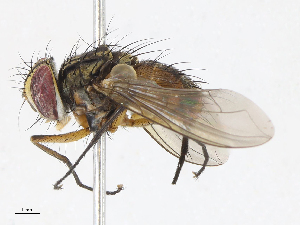  ( - CBG-A13323-C06)  @11 [ ] CreativeCommons - Attribution Share - Alike (2023) CBG Photography Group Centre for Biodiversity Genomics