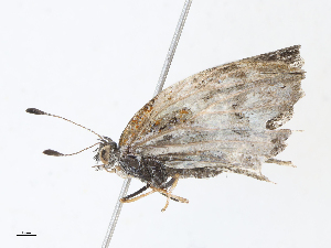  ( - CBG-A13323-C12)  @11 [ ] CreativeCommons - Attribution Share - Alike (2023) CBG Photography Group Centre for Biodiversity Genomics