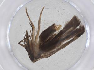  (gelMalaise01 malaise7086 - CBG-A13448-B09)  @11 [ ] CreativeCommons - Attribution Share - Alike (2023) Centre for Biodiversity Genomics Centre for Biodiversity Genomics