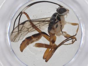  ( - CBG-A13448-D02)  @11 [ ] CreativeCommons - Attribution Share - Alike (2023) Centre for Biodiversity Genomics Centre for Biodiversity Genomics