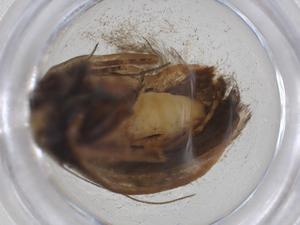  (Dichomeris Malaise7101 - CBG-A13448-E04)  @11 [ ] CreativeCommons - Attribution Share - Alike (2023) Centre for Biodiversity Genomics Centre for Biodiversity Genomics