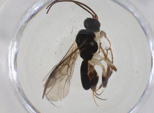  ( - CBG-A13450-G03)  @11 [ ] CreativeCommons - Attribution Share - Alike (2023) Centre for Biodiversity Genomics Centre for Biodiversity Genomics