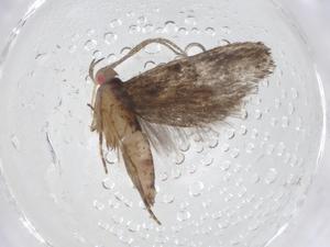  (gelMalaise01 Malaise7123 - CBG-A13451-G07)  @11 [ ] CreativeCommons - Attribution Share - Alike (2023) Centre for Biodiversity Genomics Centre for Biodiversity Genomics