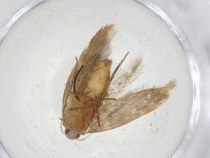  ( - CBG-A13454-D10)  @11 [ ] CreativeCommons - Attribution Share - Alike (2023) Centre for Biodiversity Genomics Centre for Biodiversity Genomics