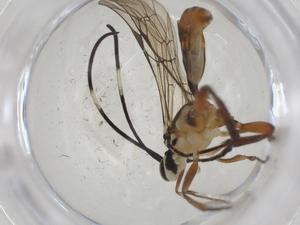  ( - CBG-A13472-F08)  @11 [ ] CreativeCommons - Attribution Share - Alike (2023) Centre for Biodiversity Genomics Centre for Biodiversity Genomics