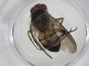  (Ceromya Janzen2601 - CBG-A13505-F01)  @11 [ ] CreativeCommons - Attribution Share - Alike (2023) Centre for Biodiversity Genomics Centre for Biodiversity Genomics
