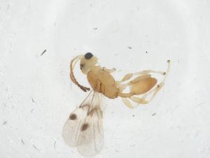  ( - CBG-A13513-E11)  @11 [ ] CreativeCommons - Attribution Share - Alike (2023) Centre for Biodiversity Genomics Centre for Biodiversity Genomics