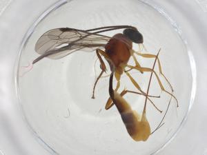  ( - CBG-A14294-D06)  @11 [ ] CreativeCommons - Attribution Share - Alike (2023) Centre for Biodiversity Genomics Centre for Biodiversity Genomics