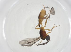  ( - CBG-A14376-B02)  @11 [ ] CreativeCommons - Attribution Share - Alike (2023) Centre for Biodiversity Genomics Centre for Biodiversity Genomics